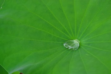 Water drop on lotus leaf