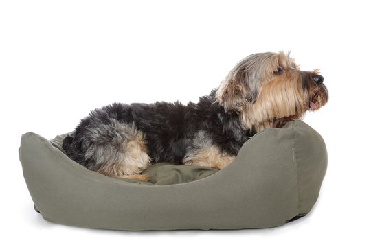 chien Yorkshire dans panier
