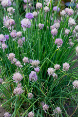Plenty of Allium tuberosum, chives flower, in a garden