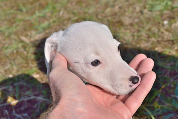 Obraz premium chiot jack russel en cadeau