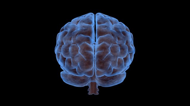 Brain 1001: A human brain rotates (Loop - with Matte).