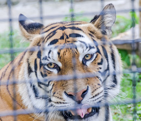 Brown tiger at the zoo garden, fence,  sitting, close up