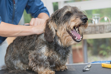Smiling Dachshund during the grooming