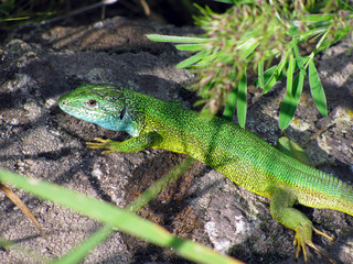 Fototapeta premium Lacerta viridis male lizard coloration during the breeding season