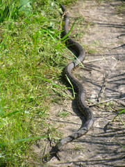 Grass snake Natrix natrix on the footpath