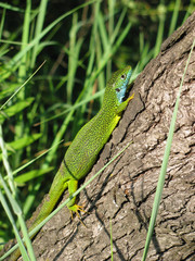 Naklejka na ściany i meble Gravid female European green lizard Lacerta viridis basking in the sun