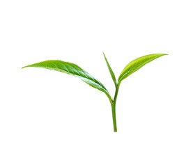 tea leaf isolated on white background