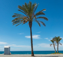 Palms in the beach