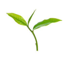 tea leaf isolated on white background