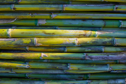 River green cane harvest texture pattern background