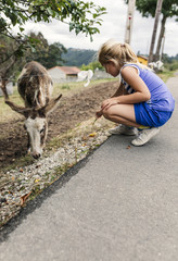 Little girl feeding a donkeys