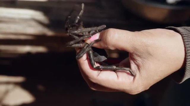  Woman killing tarantula before cooking by pressing hard on their abdomen 