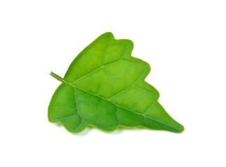  leaves on white background