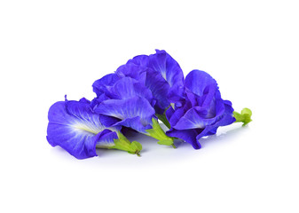 Naklejka premium Butterfly Pea isolated on white background