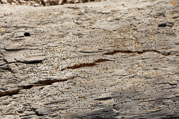 Old damaged wooden surface with termites holes