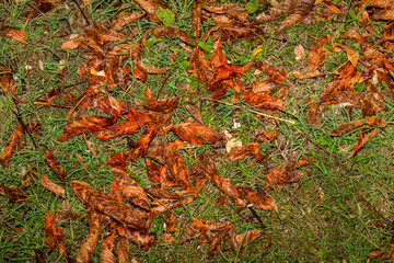Опавшие листья на траве. Осень. Фон