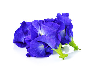 Butterfly Pea flower isolated on white background.
