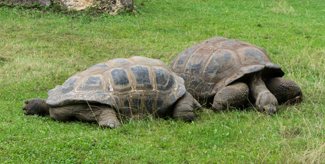Fototapeta premium turtle tortoises