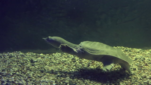 Chinese softshell turtle 