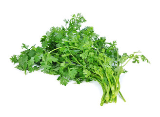 Coriander isolated on white background