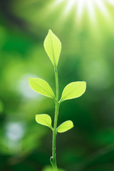 green leaves