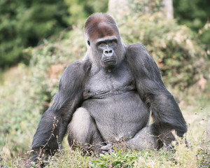 Gorille dos argent&eacute; de 32 ans