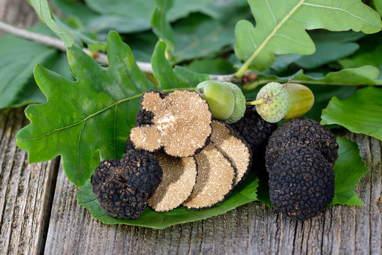 Schwarze Herbsttrüffeln - tuber unicantum - mit Laub der Eiche, Haselnuss und Buche