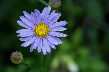 Obraz premium 水滴をまとった紫のキク