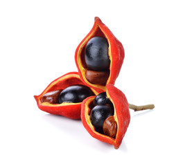 sweet chestnuts (Sterculia monosperma) on white background.