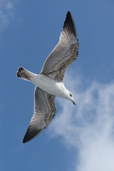 European Herring Gull, Larus argentatus