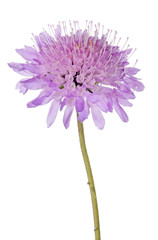 lilac isolated Field Scabious flower