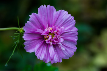 Fototapeta premium 八重咲きのコスモス