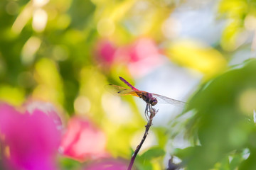 小枝にとまる赤トンボ