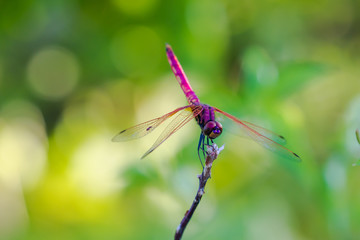小枝にとまる赤トンボ