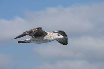 European Herring Gull, Larus argentatus
