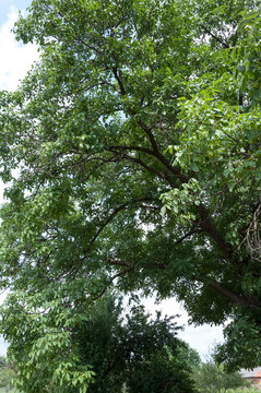 Under the big nut tree branch