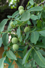 Young green nuts on the tree with leaves