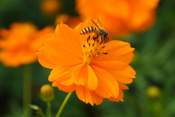 bee forage