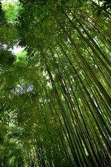 Obraz na płótnie Canvas Bamboo in a French park