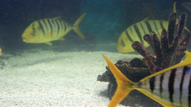 Scomber is a genus of ocean dwelling mackerels in family
