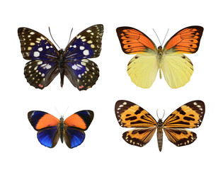 Obraz na płótnie Canvas Set butterfly.