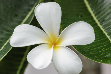 Fototapeta na wymiar flowers frangipani close up