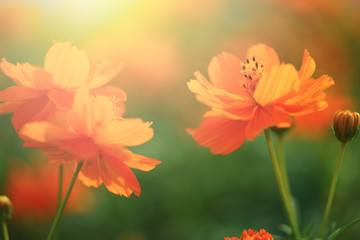 Obraz premium flower