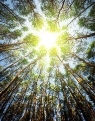 Pine green forest background in a sunny day.