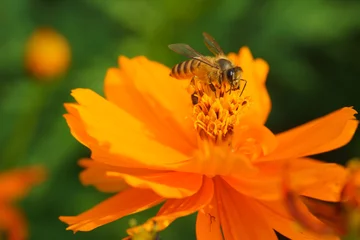 Fotobehang bee forage © robinimages