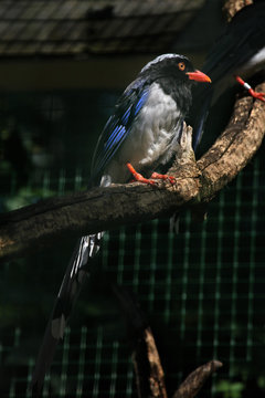 Red-billed Blue Magpie (Urocissa Erythrorhyncha).