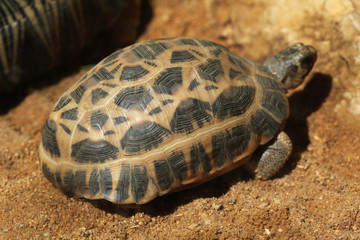 Common spider tortoise (Pyxis arachnoides arachnoides).
