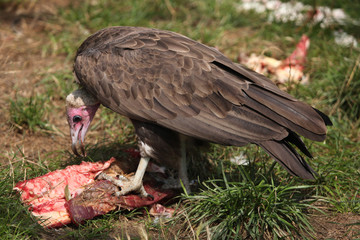 Obraz premium Hooded vulture (Necrosyrtes monachus).