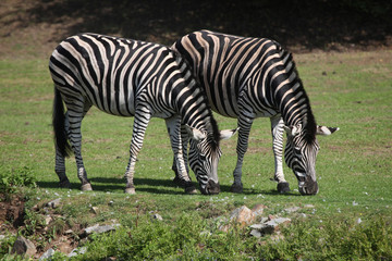 Fototapeta na wymiar Chapman's zebra (Equus quagga chapmani).