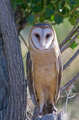 Barn owl